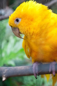 Photo:  parrot (2)